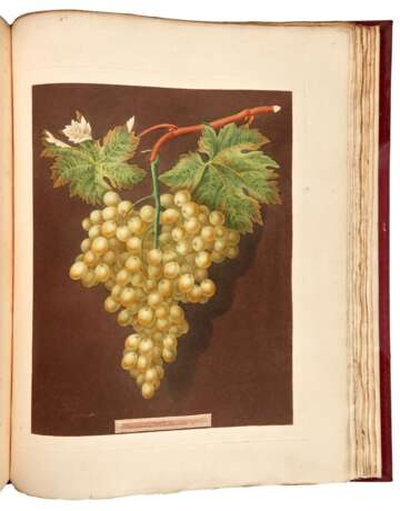 Pomona Britannica, London, 1812, first edition, modern red half morocco - Foto 2