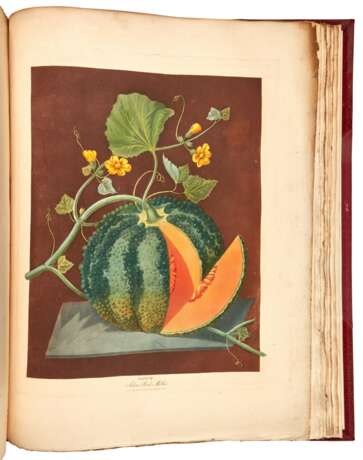 Pomona Britannica, London, 1812, first edition, modern red half morocco - Foto 3