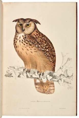 A century of birds from the Himalaya mountains, London, 1812, first edition, nineteenth-century red morocco - Foto 1