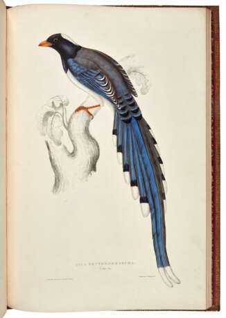 A century of birds from the Himalaya mountains, London, 1812, first edition, nineteenth-century red morocco - photo 2