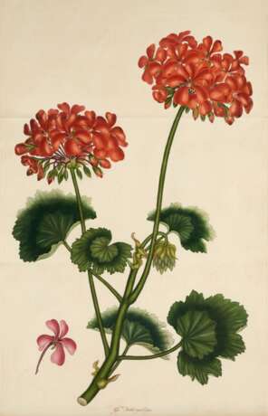Geraniums, London, 1805 - Foto 2