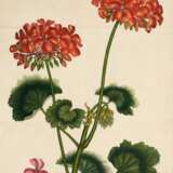 Geraniums, London, 1805 - photo 2