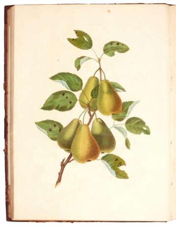 Groups of fruit [Six birds; Groups of flowers]... second edition, 1819 - Foto 3