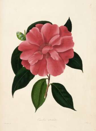 Illustrations and descriptions... Camellieae, London, 1831, Chandler's own copy - photo 1