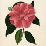 Illustrations and descriptions... Camellieae, London, 1831, Chandler's own copy - фото 1