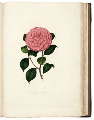 Illustrations and descriptions... Camellieae, London, 1831, Chandler's own copy - фото 3