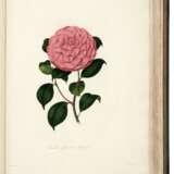 Illustrations and descriptions... Camellieae, London, 1831, Chandler's own copy - photo 3