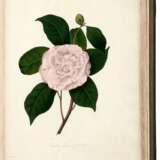 Illustrations and descriptions... Camellieae, London, 1831, Chandler's own copy - photo 4