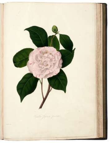 Illustrations and descriptions... Camellieae, London, 1831, Chandler's own copy - фото 4