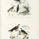 Keepsake d'histoire naturelle, [1839] - Foto 1