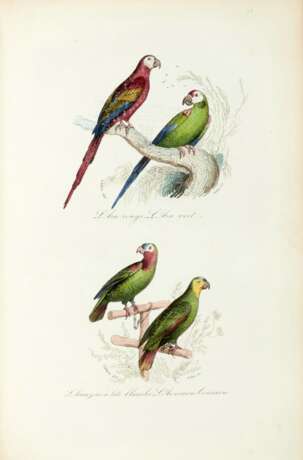 Keepsake d'histoire naturelle, [1839] - Foto 3