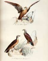 The book of birds, London, 1841, contemporary red half morocco