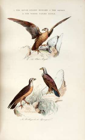 The book of birds, London, 1841, contemporary red half morocco - фото 1