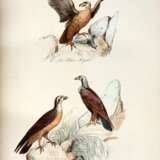 The book of birds, London, 1841, contemporary red half morocco - фото 1