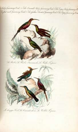 The book of birds, London, 1841, contemporary red half morocco - photo 2