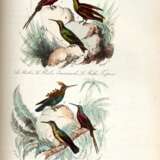 The book of birds, London, 1841, contemporary red half morocco - photo 2