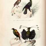 The book of birds, London, 1841, contemporary red half morocco - Foto 3