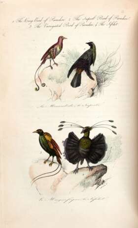 The book of birds, London, 1841, contemporary red half morocco - фото 3