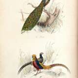 The book of birds, London, 1841, contemporary red half morocco - фото 4