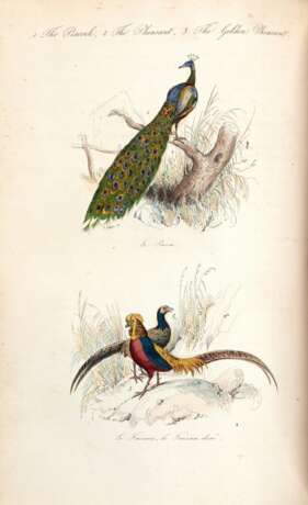 The book of birds, London, 1841, contemporary red half morocco - фото 4