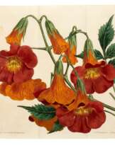 The Botanical Magazine [with Index and Companion], London, 1793-1948, 130 vols, green morocco gilt