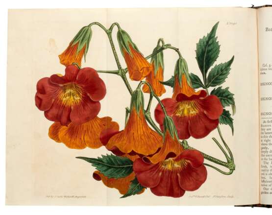 The Botanical Magazine [with Index and Companion], London, 1793-1948, 130 vols, green morocco gilt - Foto 1