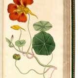 The Botanical Magazine [with Index and Companion], London, 1793-1948, 130 vols, green morocco gilt - photo 2