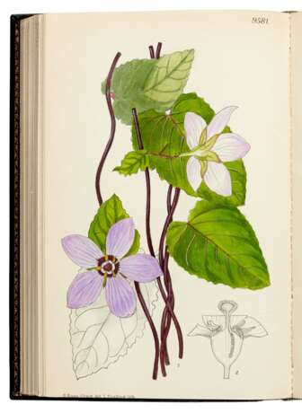 The Botanical Magazine [with Index and Companion], London, 1793-1948, 130 vols, green morocco gilt - Foto 3