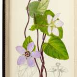The Botanical Magazine [with Index and Companion], London, 1793-1948, 130 vols, green morocco gilt - Foto 3