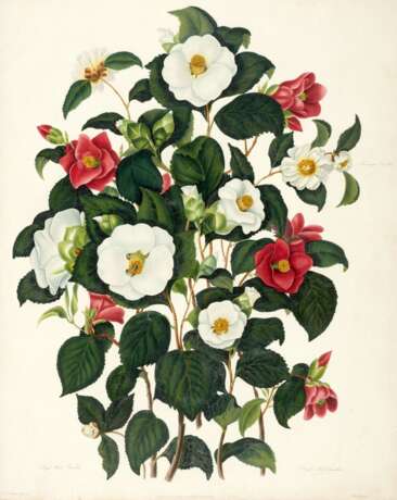 A monograph of the genus Camellia, London, 1819, half calf - Foto 1