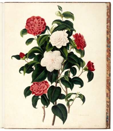A monograph of the genus Camellia, London, 1819, half calf - Foto 2