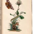 The natural history of British insects, 1792-1801, 10 volumes (of 16) - Auction archive
