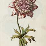 The compleat florist, London, 1747, coloured plates, contemporary calf gilt - Foto 2