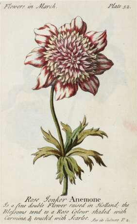 The compleat florist, London, 1747, coloured plates, contemporary calf gilt - Foto 2