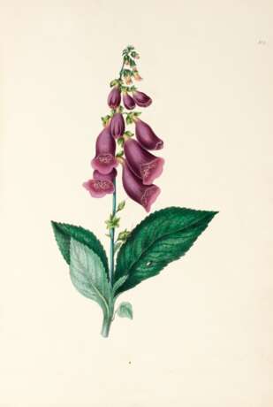 Flowers from nature, London, 1835, original maroon cloth - Foto 2