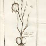 Histoire des plantes qui naissent en Provence, Aix, 1719, contemporary calf - Foto 1