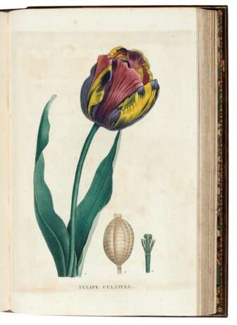 Plantes de la France, Paris, 1808-1809, 4 volumes, contemporary calf gilt - Foto 3
