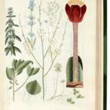 Termini botanici iconibus illustrati, Berlin, 1807, later half green morocco - photo 3