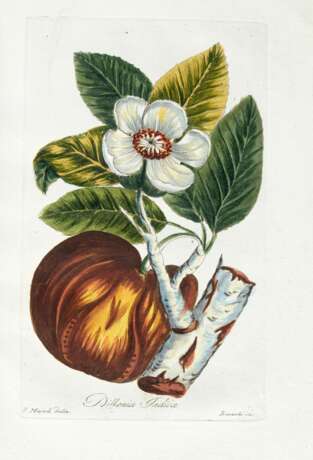 Decade di alberi curiosi ed eleganti piante delle indie orientali, e dell'America, Rome, 1786 - фото 1