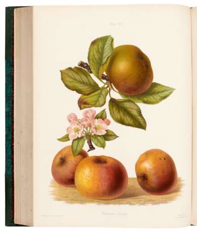 The Herefordshire Pomona, 1876-1885, 2 volumes - фото 2