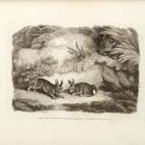 A new work of animals, London, 1811, contemporary red morocco gilt by Thomas Gosden - photo 4