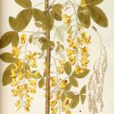 Florae austriacae, Vienna, 1773–78, 5 vols, contemporary half russia - photo 2