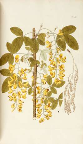Florae austriacae, Vienna, 1773–78, 5 vols, contemporary half russia - фото 2