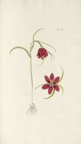 Florae austriacae, Vienna, 1773–78, 5 vols, contemporary half russia - фото 3