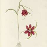 Florae austriacae, Vienna, 1773–78, 5 vols, contemporary half russia - фото 3