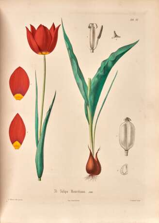 Icones ad floram Europae, 1866-1903, 3 volumes, contemporary red half morocco - фото 1