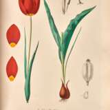 Icones ad floram Europae, 1866-1903, 3 volumes, contemporary red half morocco - photo 1