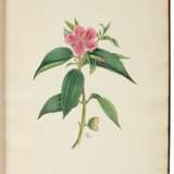 Icones plantarum sponte China nascentium, London, 1821, original black cloth rebacked - photo 2