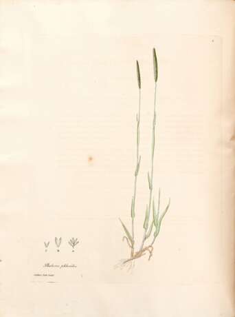 Gramina Britannica; or representations of British grasses, London, 1804, contemporary half calf - photo 1