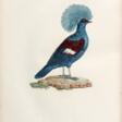 Les pigeons, Paris, [1808] -11, contemporary red morocco backed boards - Prix ​​des enchères